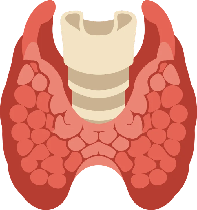 Ilustração da glândula tireoide, em forma de borboleta, ao redor da traqueia.